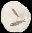 Fossil Fish (Knightia) Multiple Plate - Wyoming #53911-1